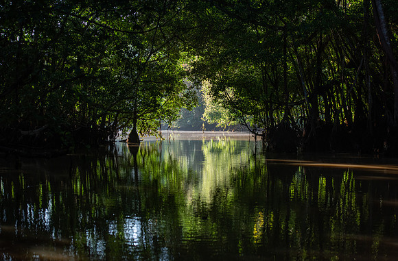 Kinabatangan River baobab