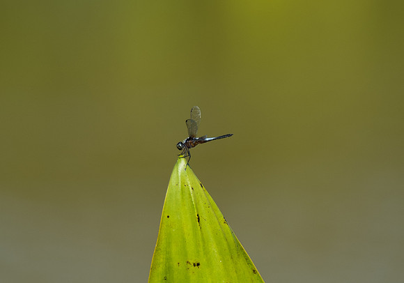 Kinabatangan River dragonfly 2