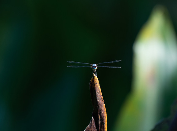 Kinabatangan River dragonfly