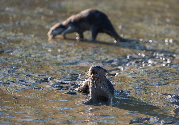 Kinabatangan River otters