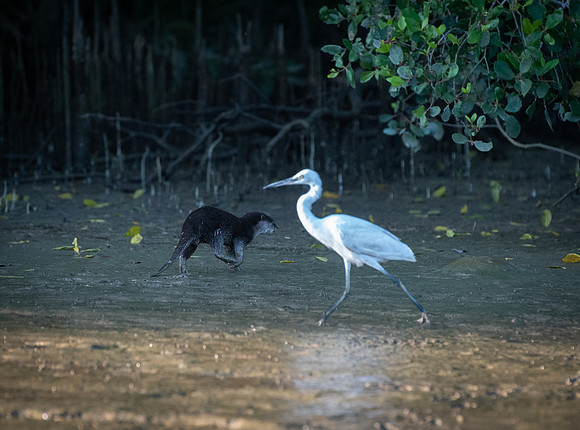 Kinabatangan River egret and otter