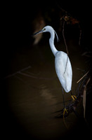 Kinabatangan River egret