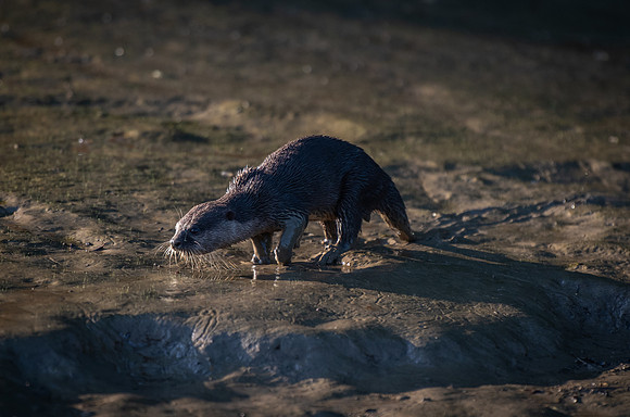Kinabatangan River otter