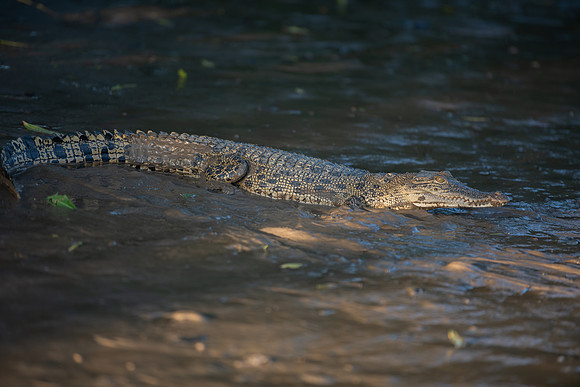 Kinabatangan River crocodile