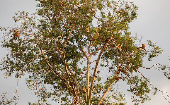 Proboscis tree