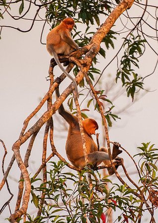 PROBOSCIS PAIR 3