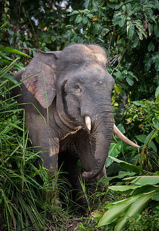 Elephant 1