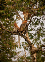 Proboscis pair 2