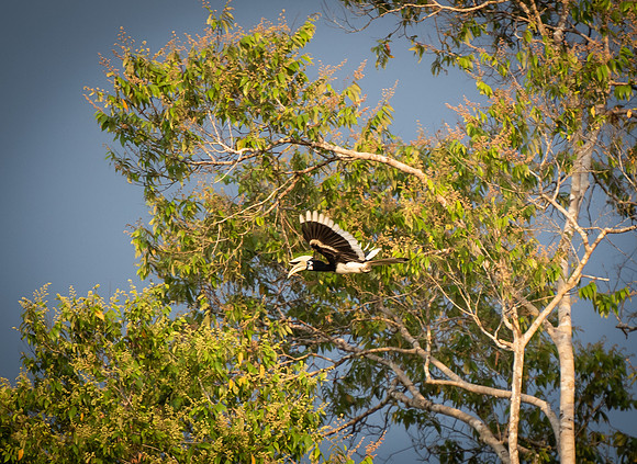 Black and white casqued hornbill