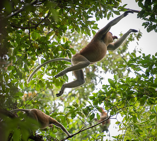 Proboscis jumping