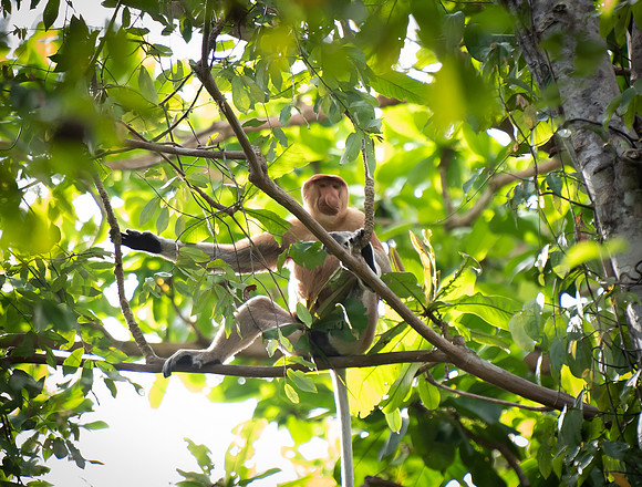 Proboscis male