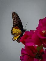 Sepilok butterfly 2