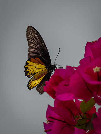 Sepilok butterfly 2