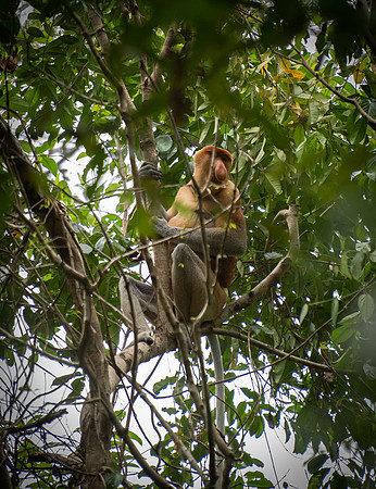 Proboscis adult male