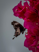 Sepilok butterfly 3
