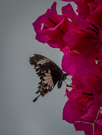 Sepilok butterfly 3