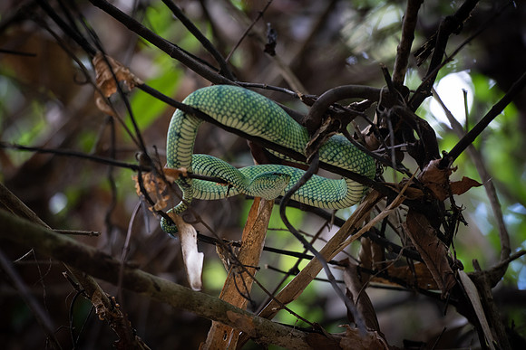 Sepilok pit viper