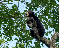 Sepilok sun bear 2