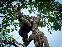 Sepilok sun bear 1