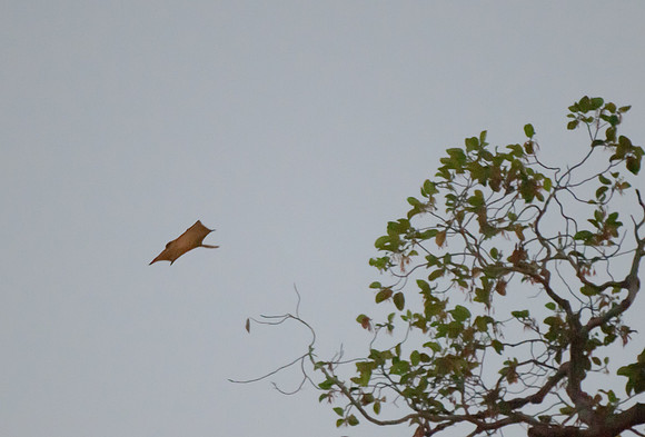 Sepilok flying squirrel