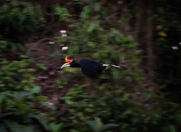 Hornbill in flight
