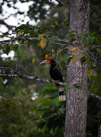 Sepilok hornbill
