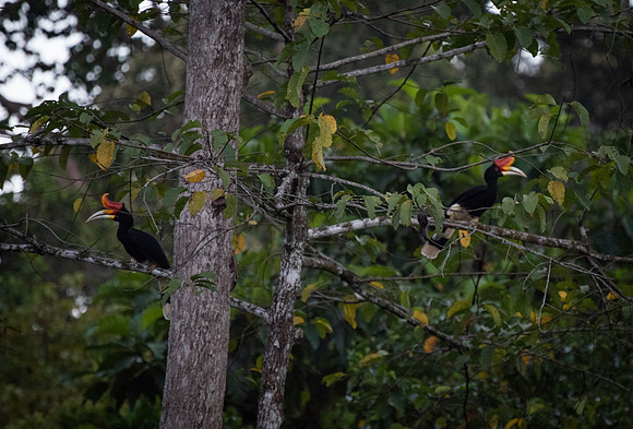 Sepilok hornbills