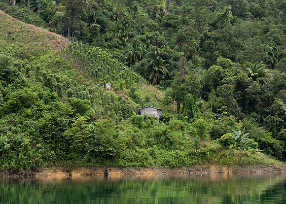 Mengkak pepper plantation