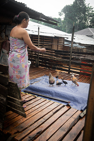 Mengkak feeding chickens
