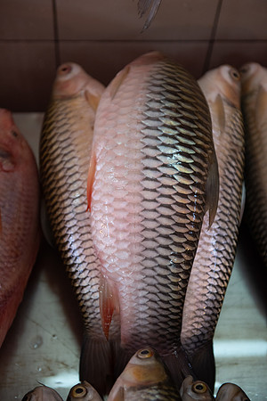 Fishmarket scales