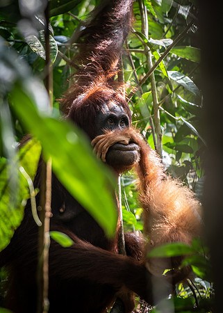 Semenggok orang-utan baby hand