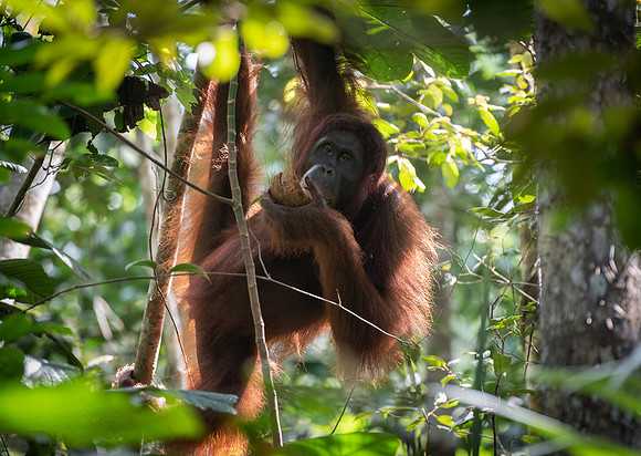 Semenggok orang-utan coconut