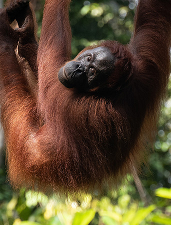Semenggok orang-utan adult