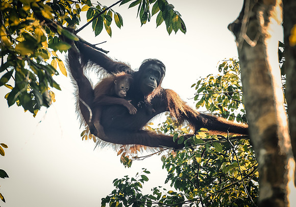 Semenggok orang-utan mother and baby 3