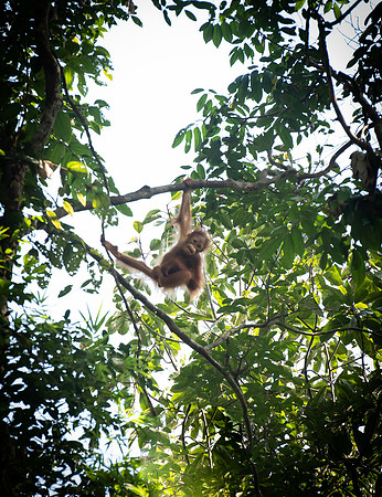 Semenggok orang-utan baby
