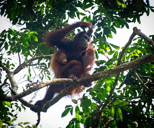 Semenggok orang-utan mother and baby 2
