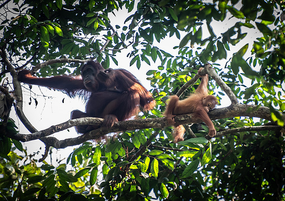 Semenggok orang-utan mother and baby