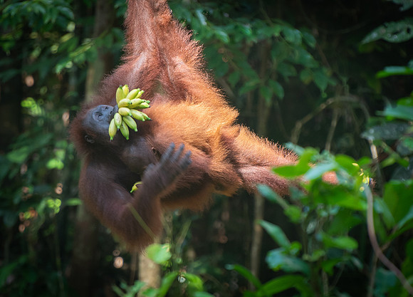 Semenggok orang-utan bananas