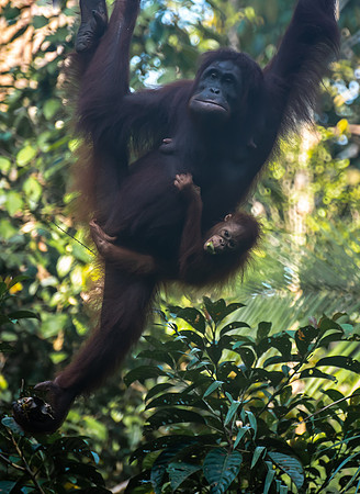 Semenggok orang-utan baby banana 3