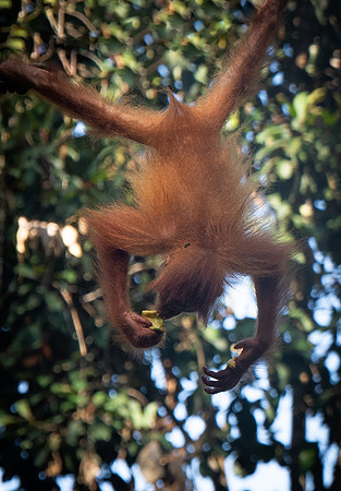 Semenggok orang-utan baby upside down