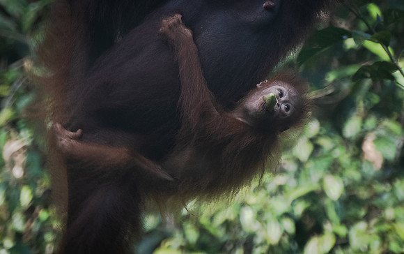 Semenggok orang-utan baby banana 1