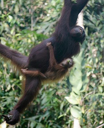 Semenggok orang-utan baby banana 2