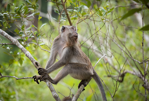 Bako Macaque 1