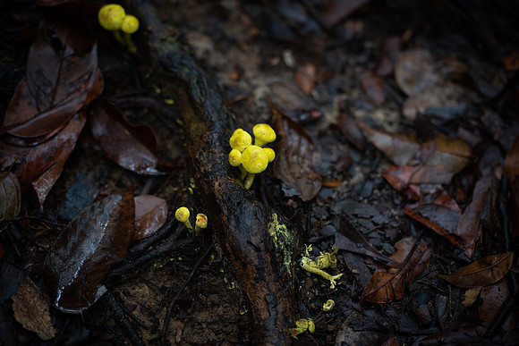 Bako yellow fungi
