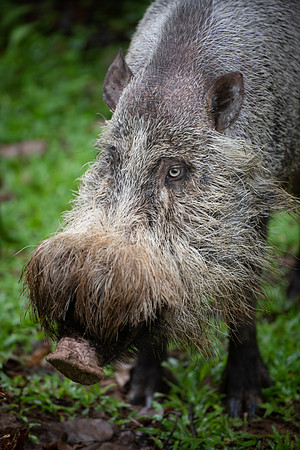 Hairy pig