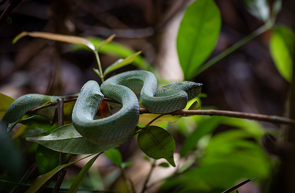 Bako pit viper