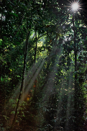 Sepilok sunrays