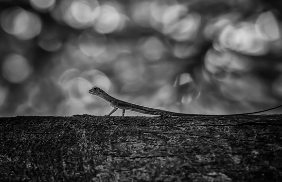 Flying lizard bw