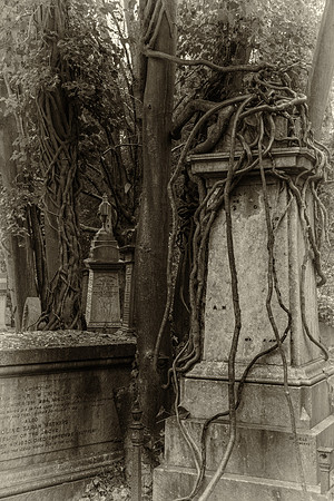 Highgate cemetery creepers