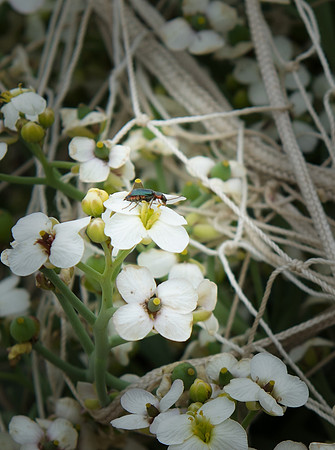 Flowers and bug